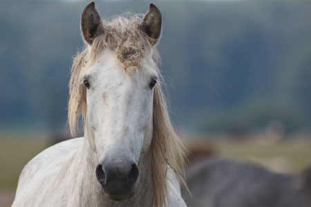 decouvrir camargue 01