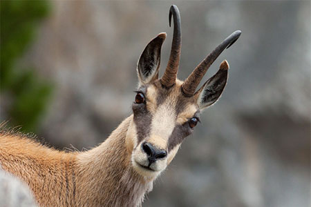 parc national mercantour 01