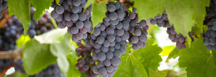 vignoble corse 00
